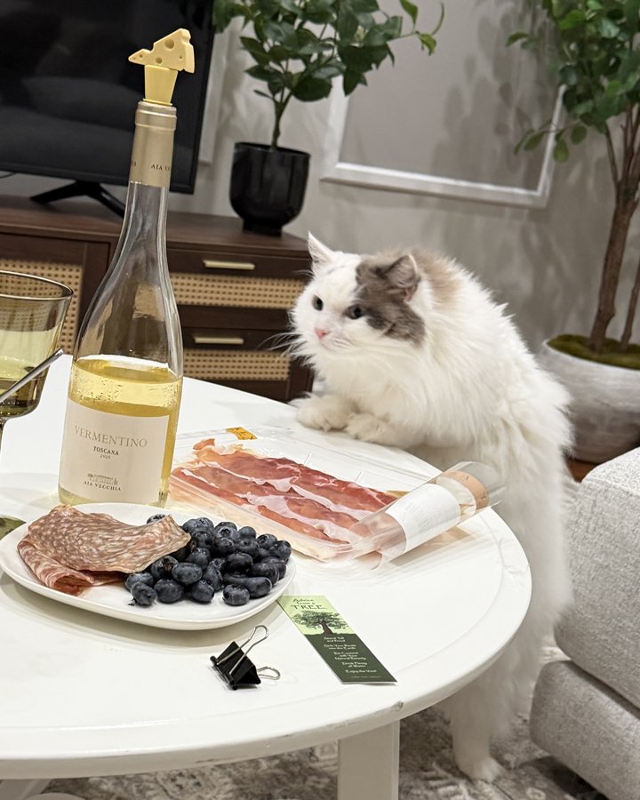 Duke the cat
