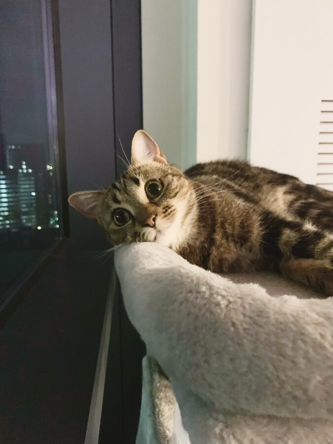 Hayden the cat