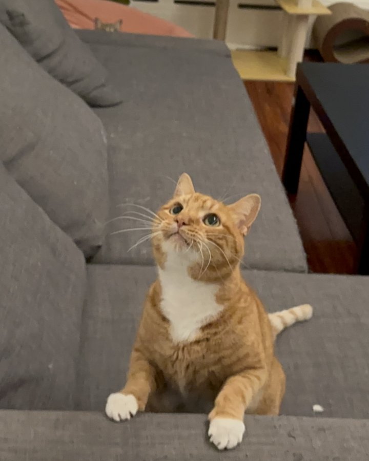 Orange Juice the cat