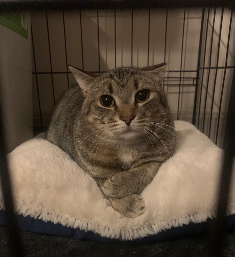 Sky the cat